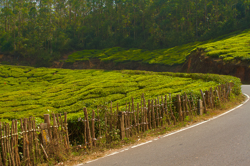 View of the beautiful tea plantation hills of Munnar, India. This was taken while sitting in the back seat of a jeep