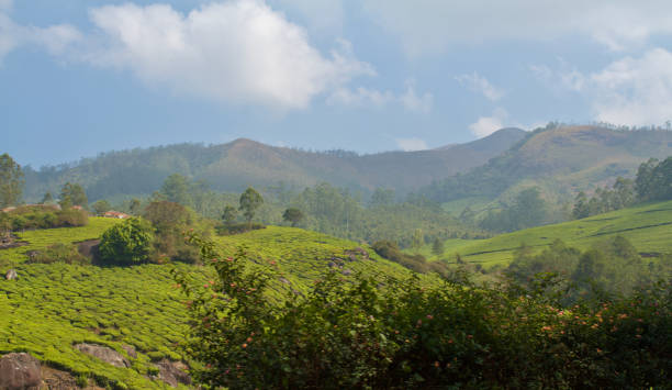 istock Tea plantation in Munnar, India 2130332979