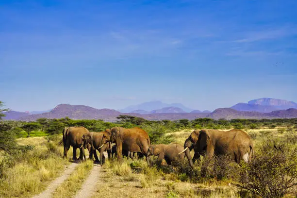 An Elephant herd on the move across the dusty trails of the Buffalo Springs Reserve in the Samburu region of Kenya, Africa