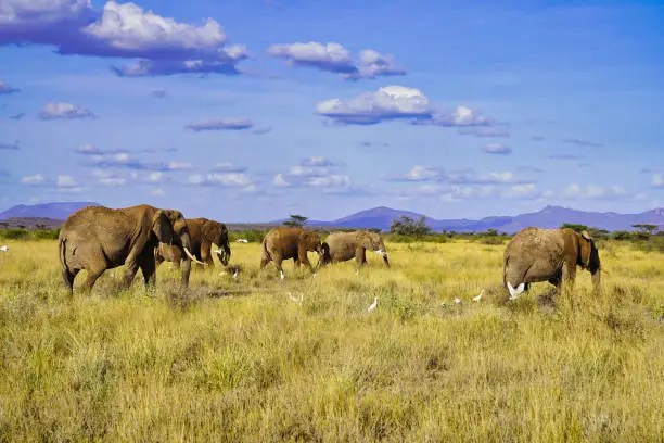 An Elephant herd on the move across the dry grasslands savanna of the Buffalo Springs Reserve in the Samburu region of Kenya, Africa