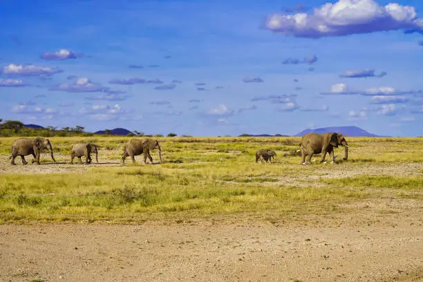 An Elephant herd on the move across the savanna plains of the Buffalo Springs Reserve in the Samburu region of Kenya, Africa