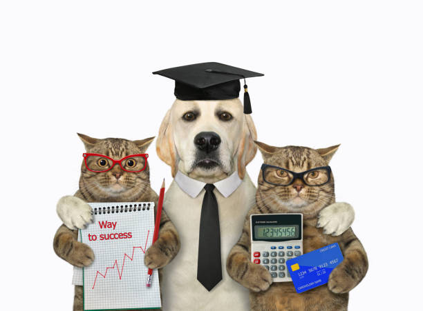 A dog labrador teacher hugs two cats. White background. Isolated.