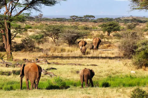 An Elephant herd on the hunt for pastures and water at the Buffalo Springs Reserve in the Samburu region of Kenya, Africa