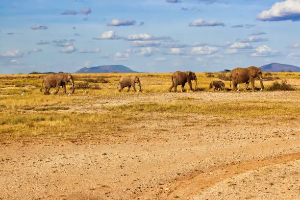 An Elephant herd on the move across the dry savanna of the Buffalo Springs Reserve in the Samburu region of Kenya, Africa