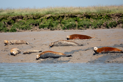 Orange, red, brown and grey seals basking in the mudflats at Hamford Water Nature Reserve in Essex