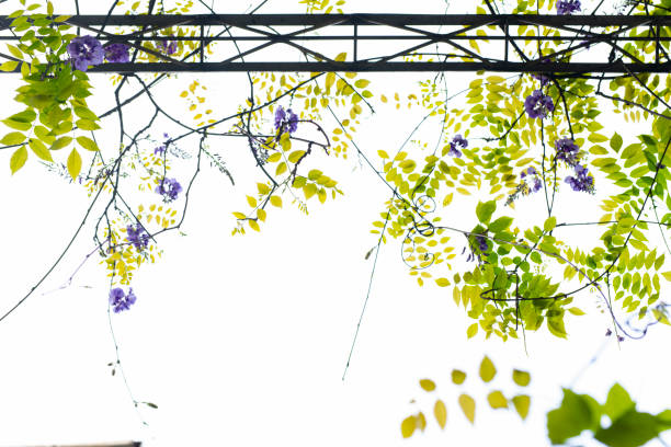 The wisteria flower vine background in spring.Back lit against sky.