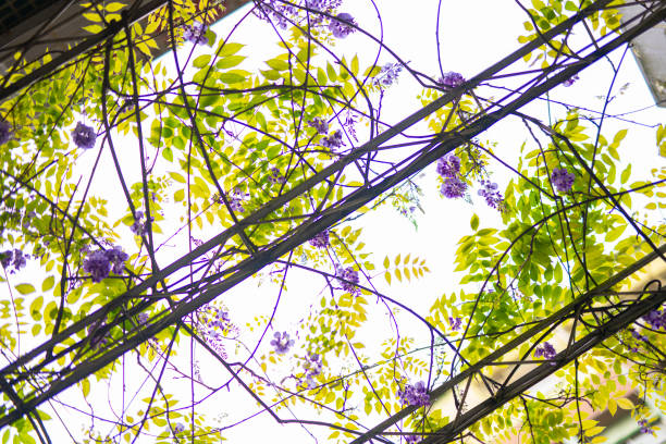 The wisteria flower vine background in spring.Back lit against sky.