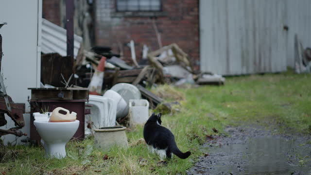 Cat walking by puddle on abandoned property, exploring the area, handheld. Derelict toilet seat and other trash
