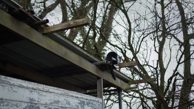 Cat climbing onto roof of garage next to trees. Domestic pet animal exploring outside on winter's day