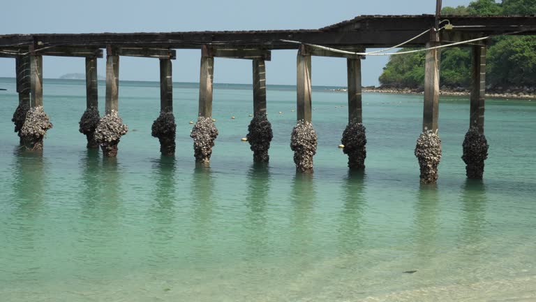 Beautiful tropical bridge on beach at Samed island , Thailand