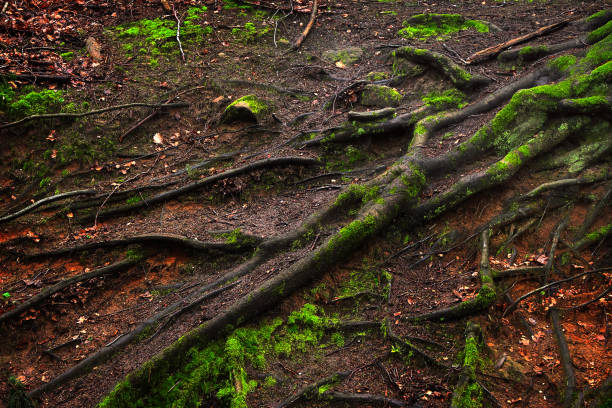 istock Mossy tree roots in the autumn forest. 2130414554
