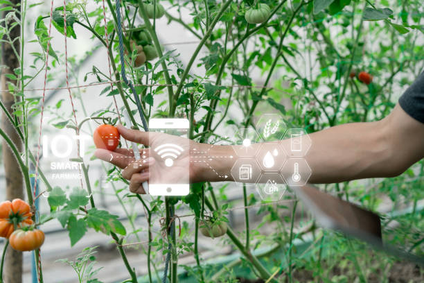istock Ai for farming. iot Agriculture technology farmer man holding tablet or tablet technology to research about agriculture problems analysis data and visual icon. 2130425302