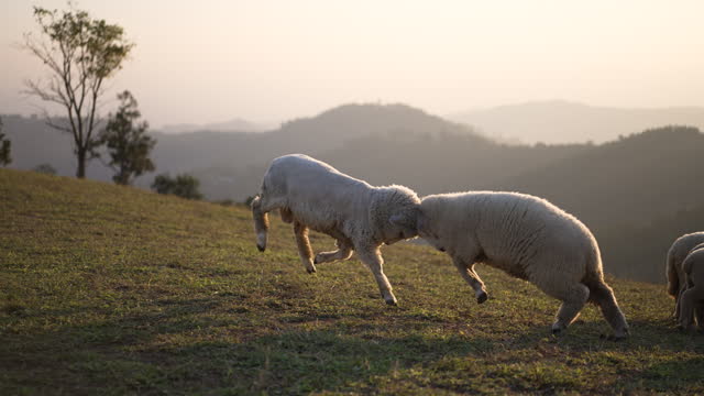 Sheep Butting Heads