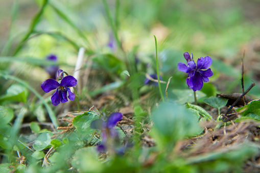 The sweet violet (Viola odorata) blooming in close up