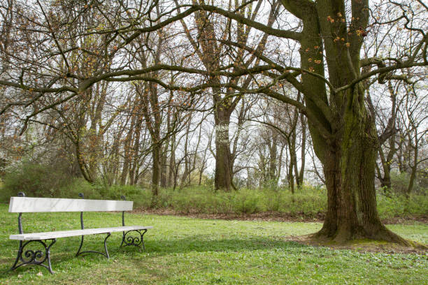 Bench in a park stock photo