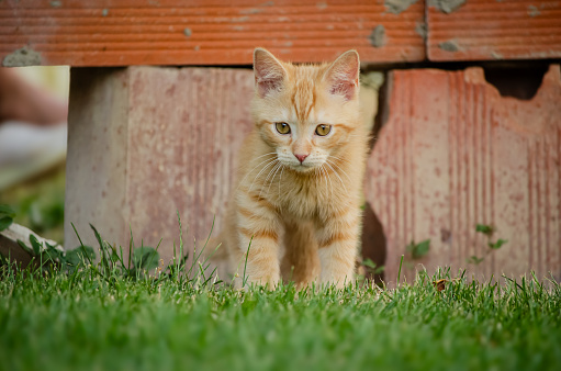 Bonito gato  jugando en patio de vivienda, con colores atigrados.