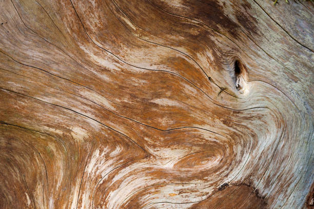 The wood grain of a tree trunk resembles a flowing liquid, its lines and shapes create an illusion of flowing movement of the wood.