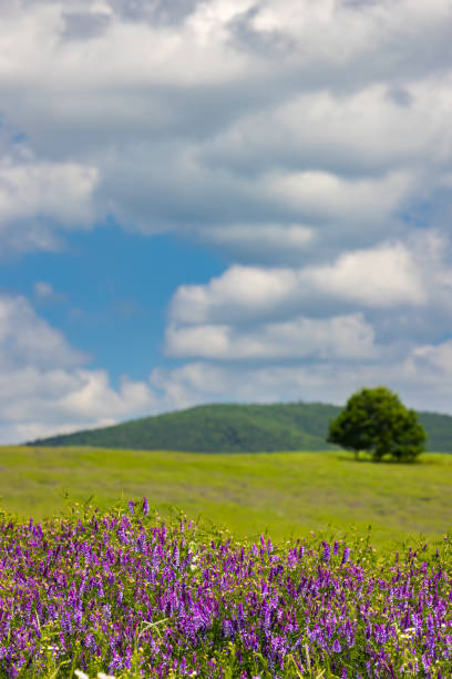istock Spring landscape in White Carpathians, Southern Moravia, Czech Republic 2130466532