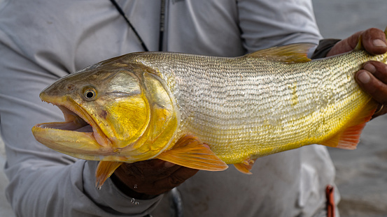 A close-up shot of a person holding a caught golden dorado fish