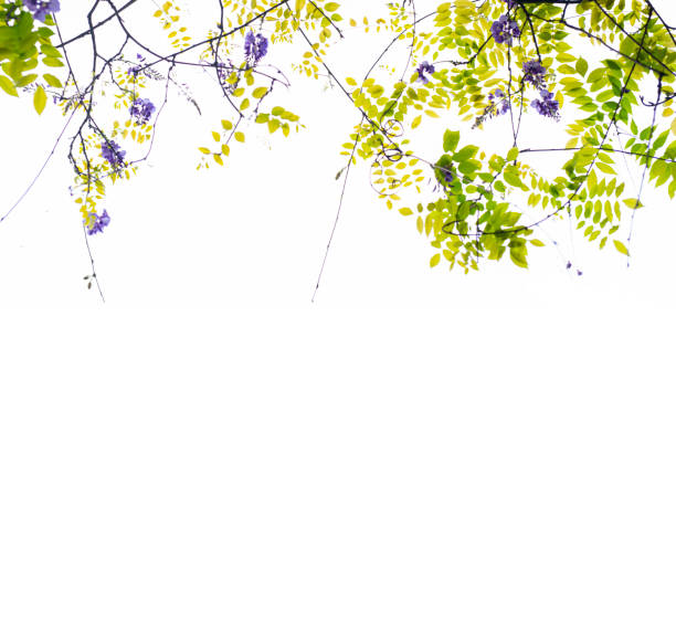 The wisteria flower vine background in spring.Back lit against sky.