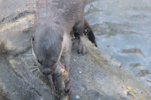 An otter eating fish in zoo enclosure