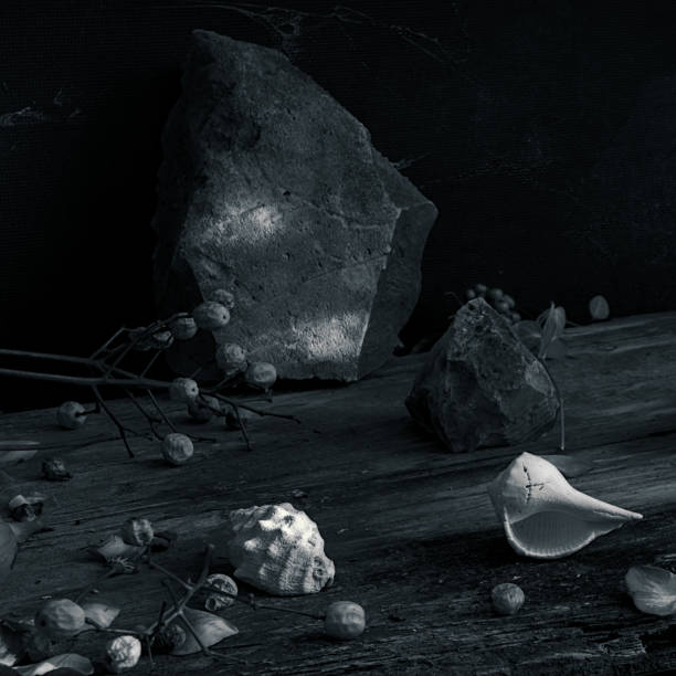 Marine still life photography with shells
