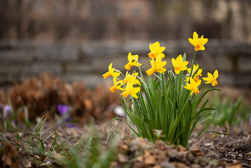 Yellow Narcissus Plant with flowers in bloom in an early spring day
