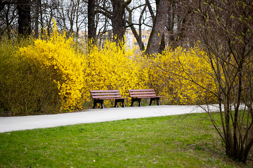 Benches in park surrounded by yellow Forsythia tree during an early spring day