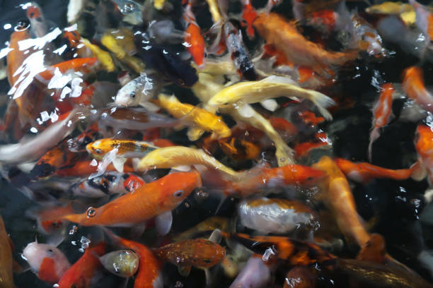 istock Multi coloured Koi Carp swimming in water close up with light reflections and refraction 2130493607