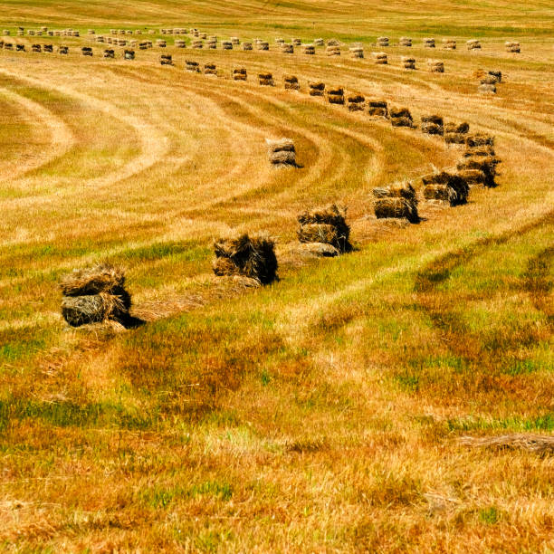 Bales of hay or straw with two strings harvesting in farm field ready for loading
