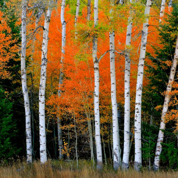 istock Aspen Birch Trees in Autumn Falls with White Trunks Foliage Forest 2130504070