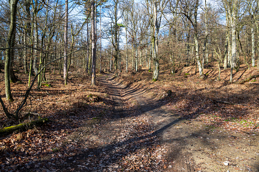 Unpaved road in the forest with fallen leaves. Autumn. Sunny weather.