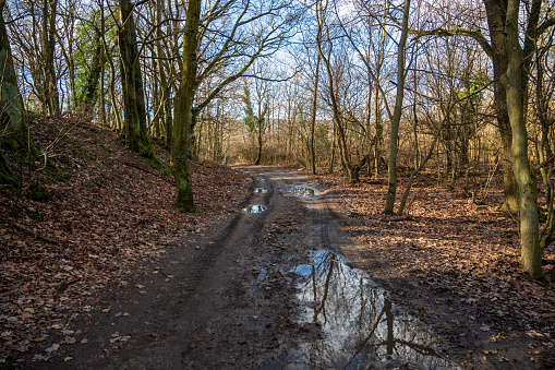 Unpaved road with mud and puddle in autumn forest. Sunny weather.