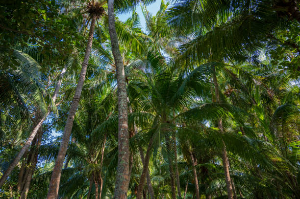 istock Palm trees in a dense green forest. 2130511917