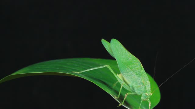 Great Green Bush-cricket, Grasshoppers, Crickets, and Katydids (Orthoptera)