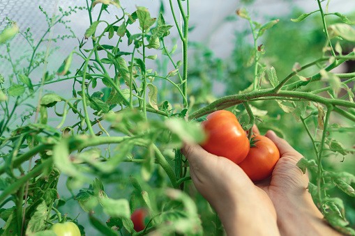Workers hands in POV in a small organic greenhouse picking tomato and taking care of plants.