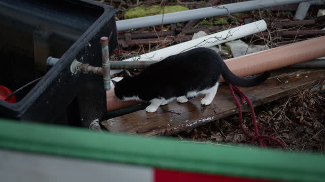 Cat exploring derelict land, with pipes and planks and rubbish. Tree, house and garden behind