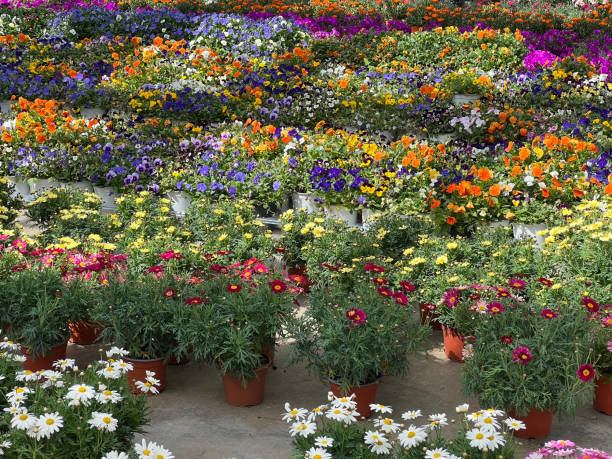 istock nursery with plants and flowers 2130530836