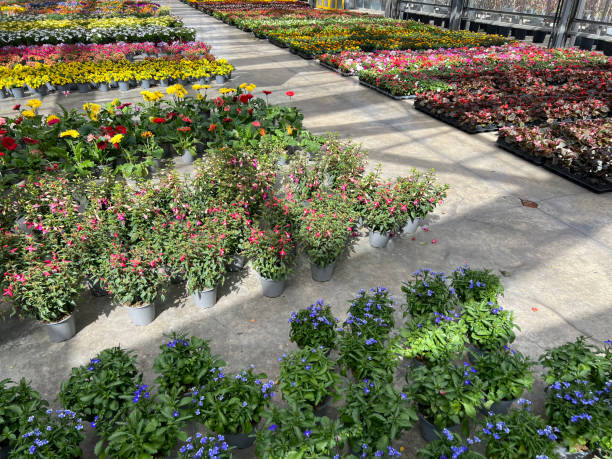 istock nursery with plants and flowers 2130530838