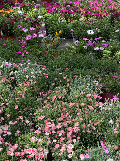 istock nursery with plants and flowers 2130530886