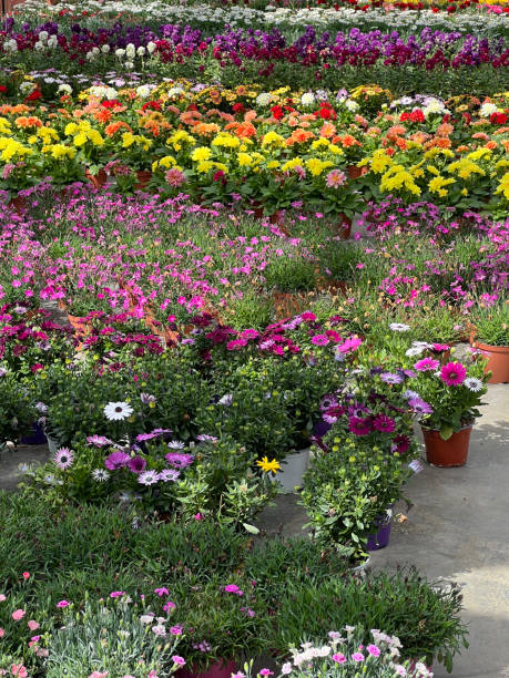 istock nursery with plants and flowers 2130531363