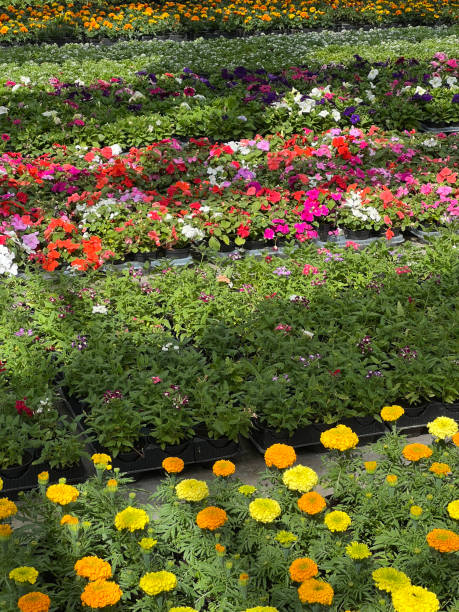 nursery with plants and flowers