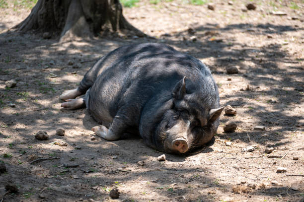 istock A wild boar lies in the sun 2130531925