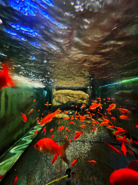 istock aquarium full of small fish 2130532450