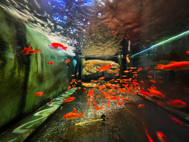 aquarium full of small fish
