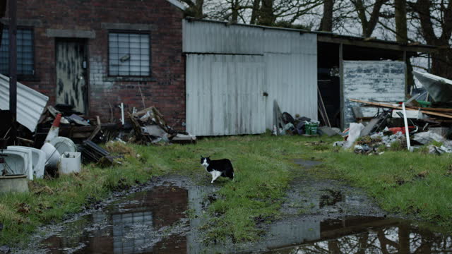 Cat walking round puddle next to pile of trash on abandoned property, handheld