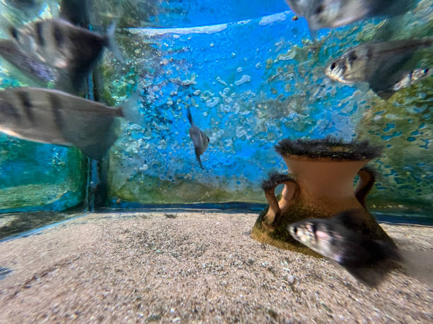 aquarium full of small fish
