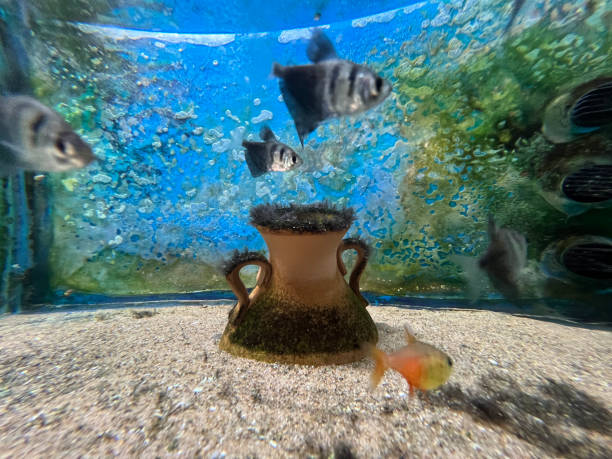 istock aquarium full of small fish 2130532961