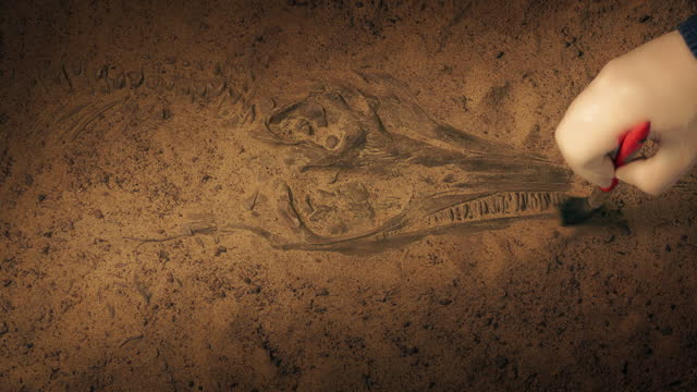 Prehistoric Fish Skeleton Is Excavated
