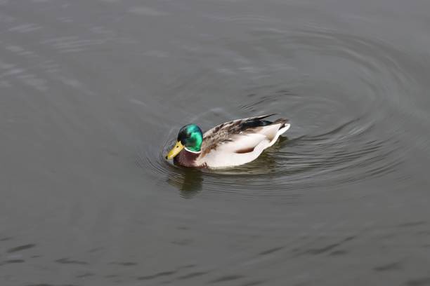 istock Nice mallard drake duck male 2130544895